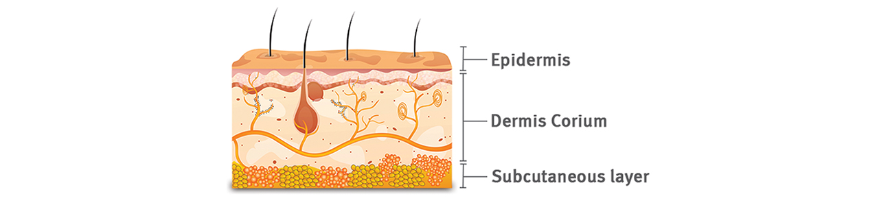 Skin layers