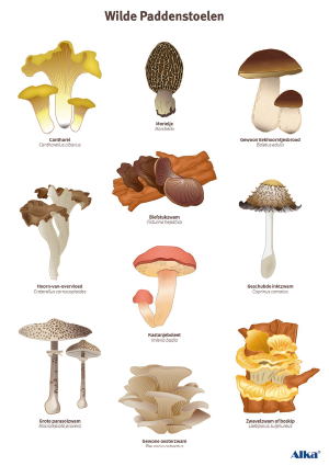 Kaart - Paddenstoelen